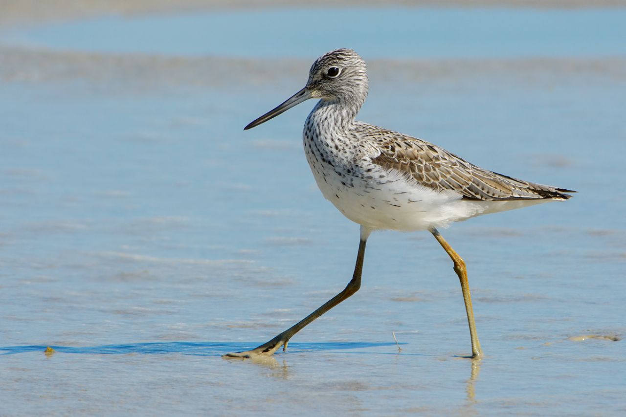 Pantana (Tringa nebularia)